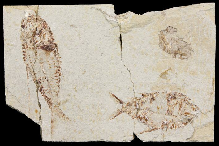 Two Cretaceous Fish (Primigatus) With Fossil Shrimp - Lebanon #147233